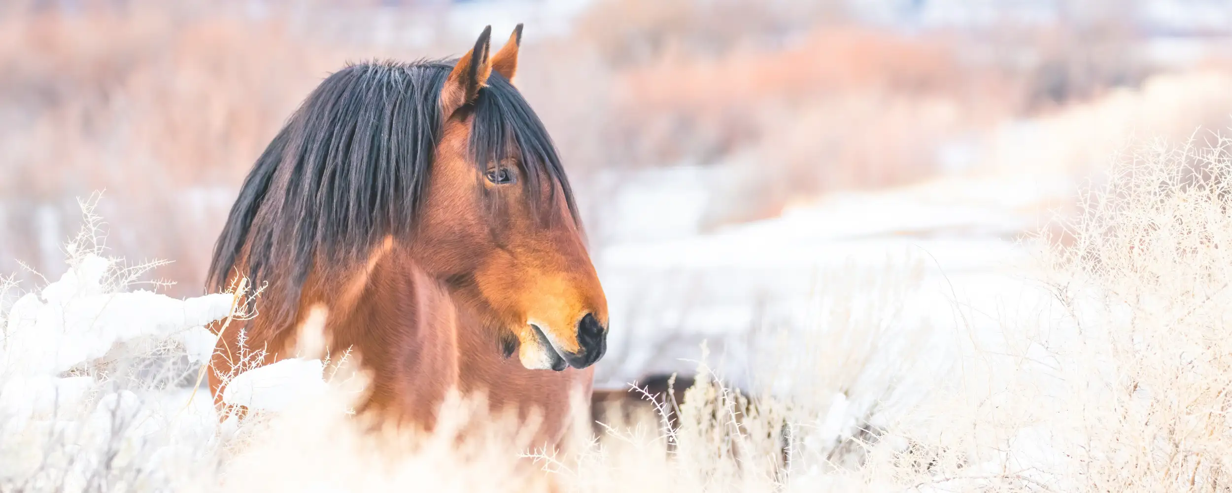 SoulPet™ Community