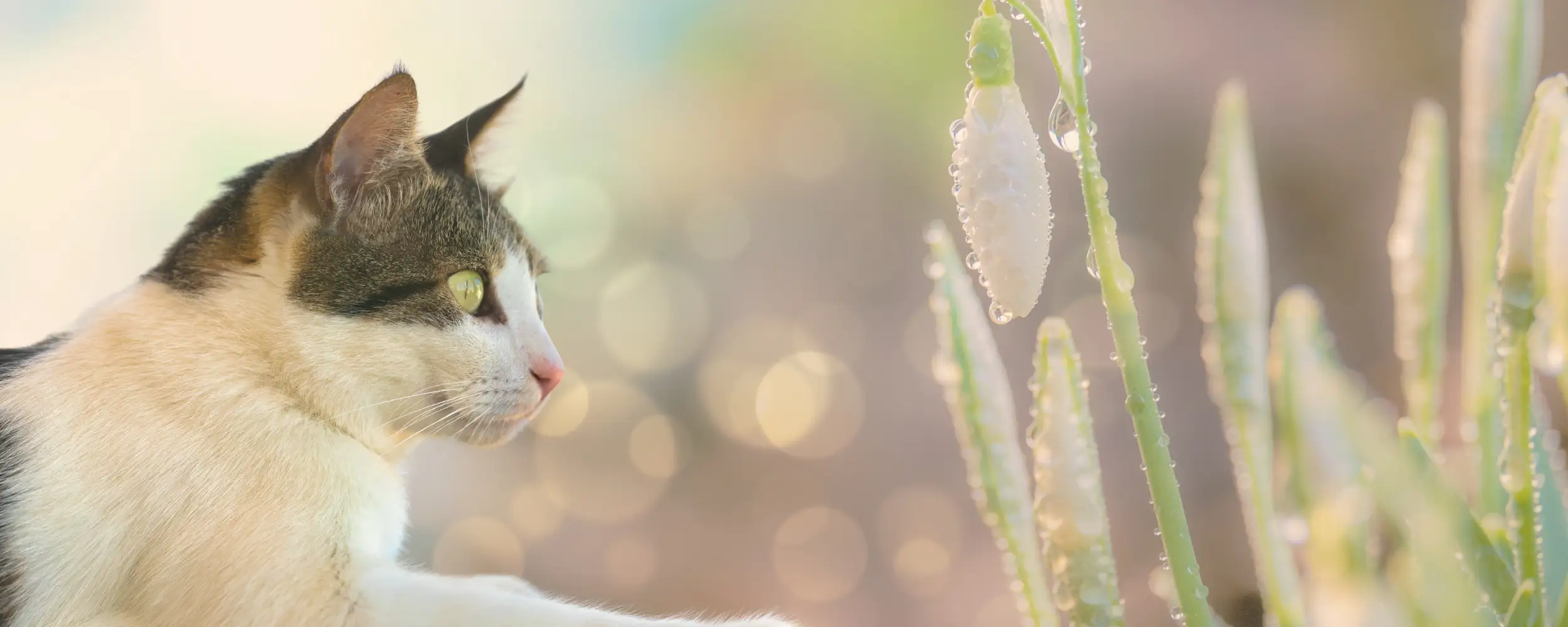 Energy Healing Through Reiki