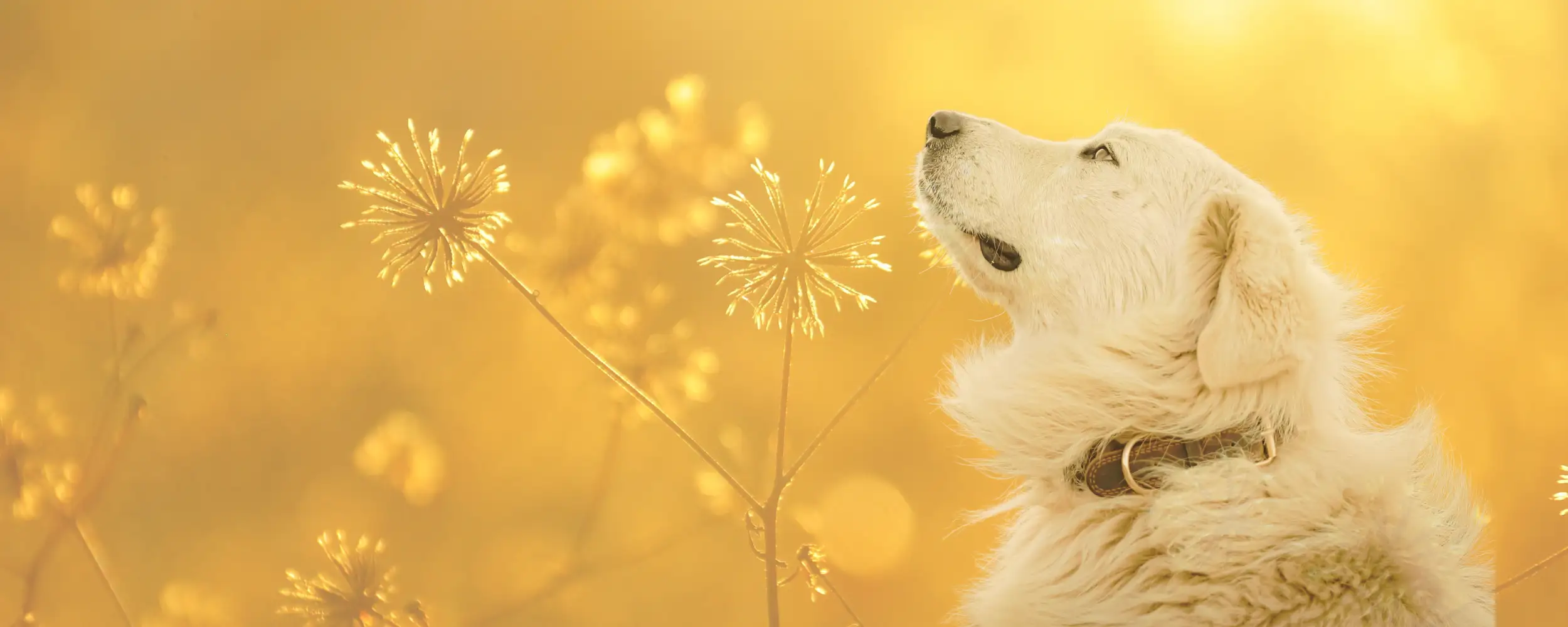 The Animal Reiki Lady™