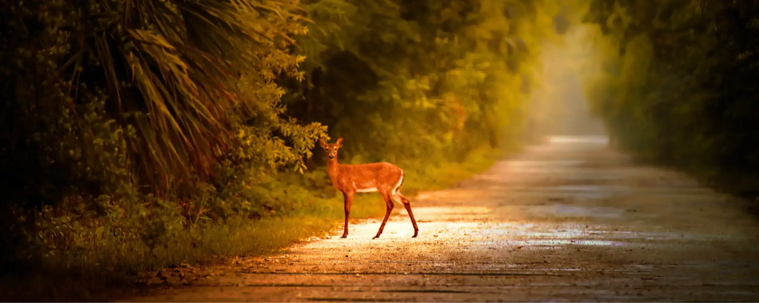 Guidance Through Grief