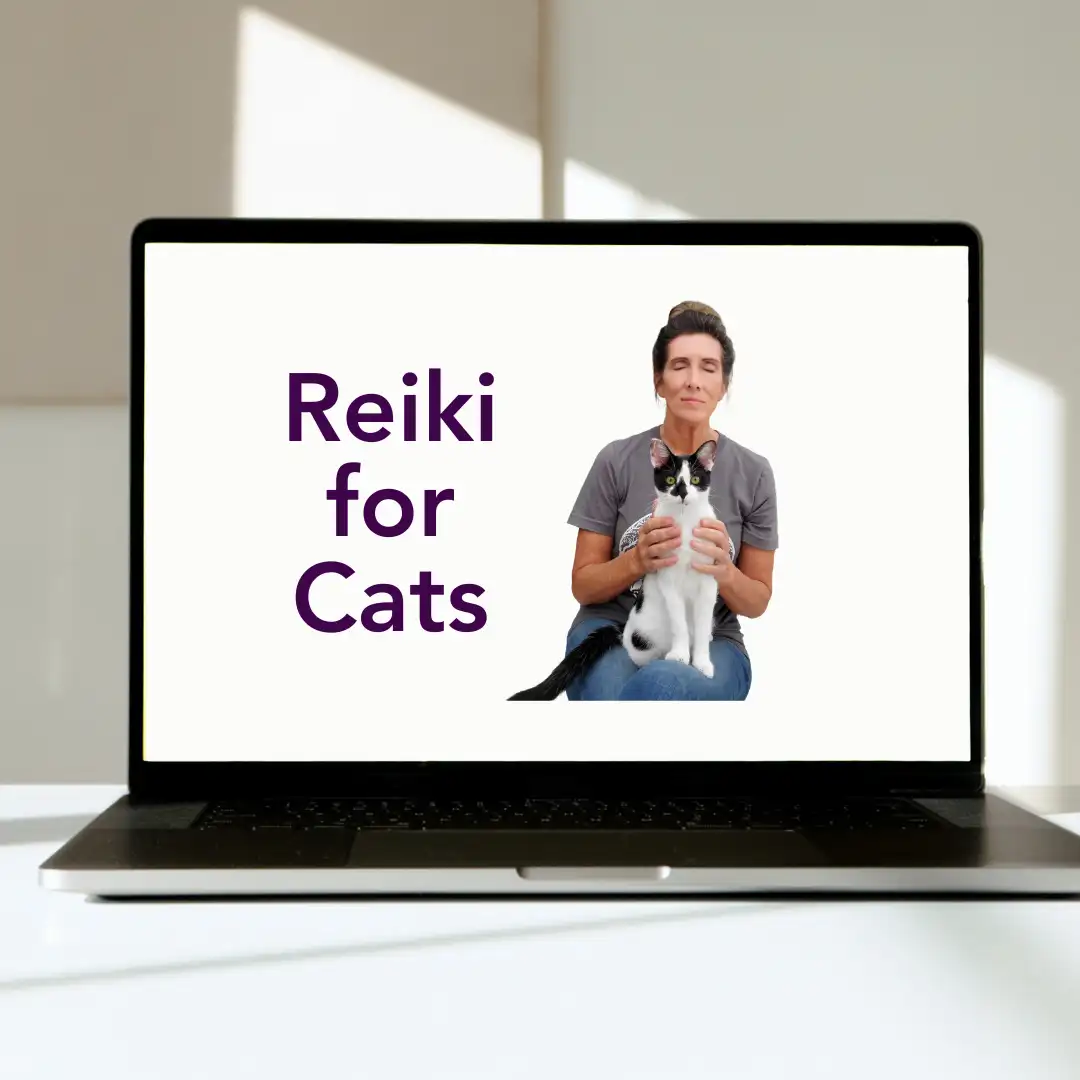 Reiki for Cats