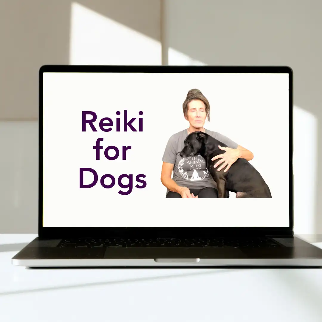 Reiki For Dogs